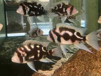 Cyphotilapia frontoza - 4