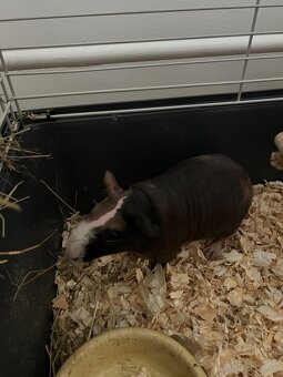 Skiny morciatlo - 4