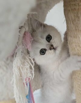 Britské mačiatka chinchilla - 4