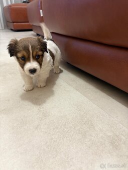 Jack russel - 4