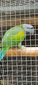 Alexander čínsky - 4