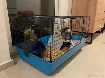 Predám zajka s klietkou - 4