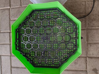 Predám liaheň Cleo5 - 4