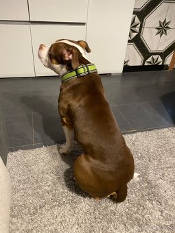 American bully standart - 4