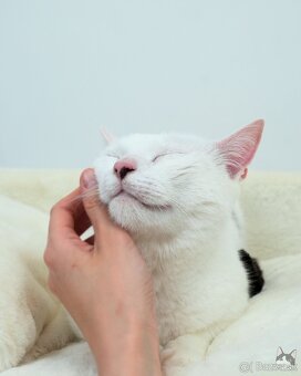 Kocúrik NEMO hľadá domov - 4