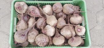Cvikla BIO - čerstvá, chutná 0,60 € - 4
