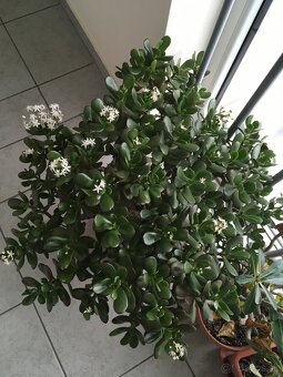 Tucnolist - crassula ovata - 4