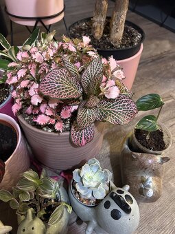 Zbierka izbových rastlín - 4