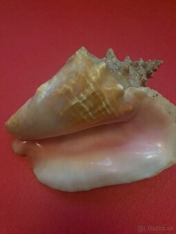 Veľký exemplár lastúry mušle - 4