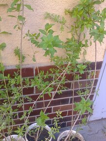 josta, goji, čierne červené ríbezle , egreš ,černice. - 4