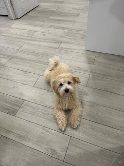 Krytie maltipoo - 4
