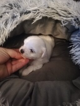 Maltezak miniaturneho vzrastu -mini - 4