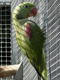 Alexandr velký - BRONZE, ŠEDOZELENÝ - 4