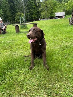 Čokoladový labrador na krytie - 4