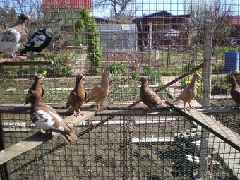 Predám poštové holuby Meulemans - 4