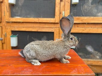 Predám králiky BO - 4