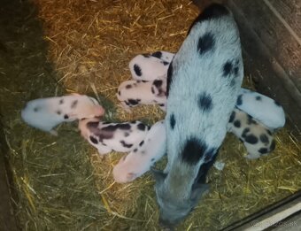 Gottingenske miniprasiatka - 4