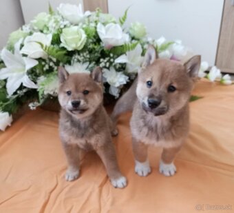 Shiba inu - 4