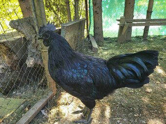 Predám kohúta Ayam Cemani - 4