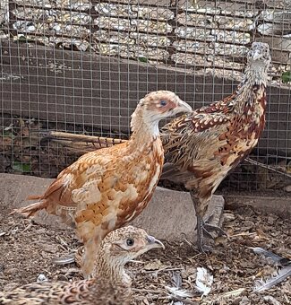 Kohut bažanta poľného - 4