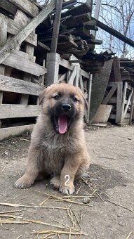 predám 7-týždňové šteniatka - 4