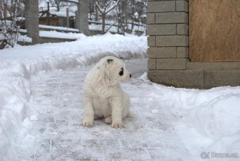 Stredoázijský ovčiak - 4