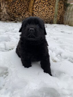 Nemecký ovčiak s PP - 4