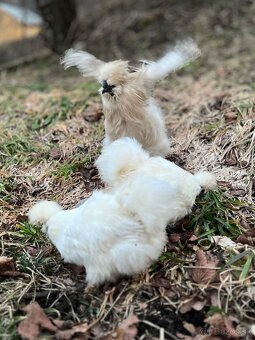 Predám NV hodvábničky - 4