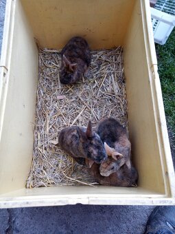 Zakrslé králiky - 4