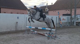 ZANGERSHEIDE VALACH PO CARIBIS Z - připravený na sezonu - 4