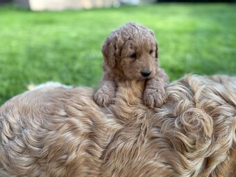 Goldendoodle - 4