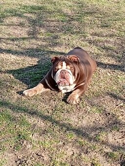 Anglicky buldog - 4
