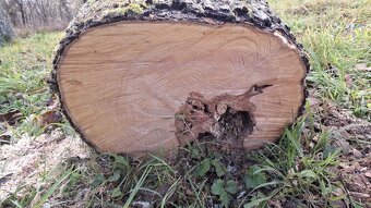 Kmeň hrušky - predám lacno - 4