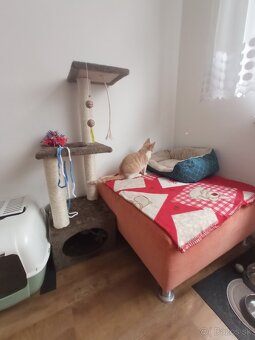 Darujem kocúrika - 4