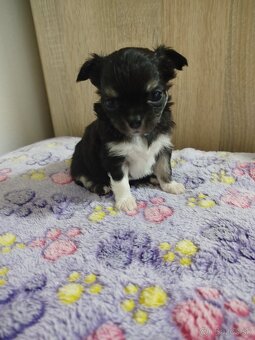 Čivava mini sučka dlhosrsta - 4