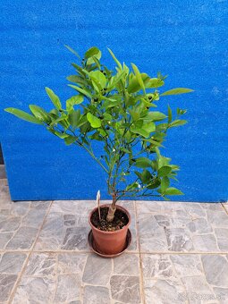 Citrus calamondin odroda Oriana - 4