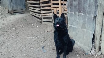 Nemecký ovčiak - 4