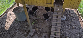 Kohút Marans Medenokrký - 4