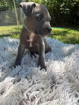 Americký stafordšírsky teriér - Amstaff - 4