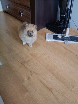 Mini pomerian - 4
