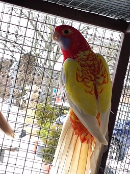 Penant zlatý pastel - 4