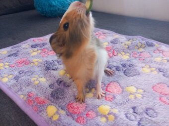 Morské prasiatko - 4