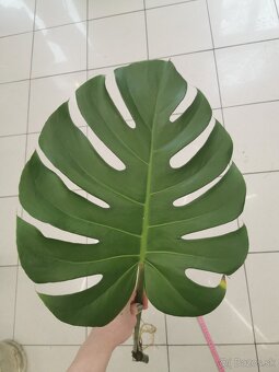 Monstera deliciosa - zakorenená - 4