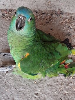 Amazoňan modročelý - 4