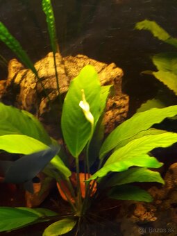 Anubias - 4
