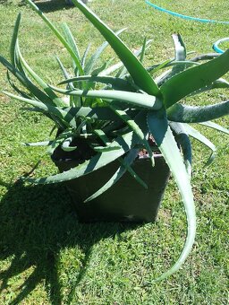 Aloe Vera prave liečivé - 4