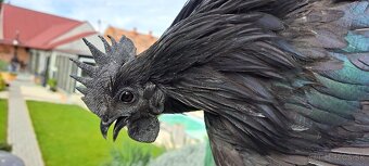 Ayam cemani kuriatka - 4