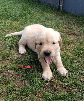 Šteniatka labrador/zlatý retriever - 4