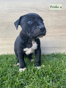 Šteniatka - Americký stafordšírsky teriér (Amstaff, Staford) - 4