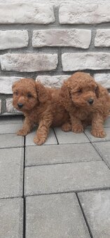 pudel,pudlik,poodle trpaslici - 4